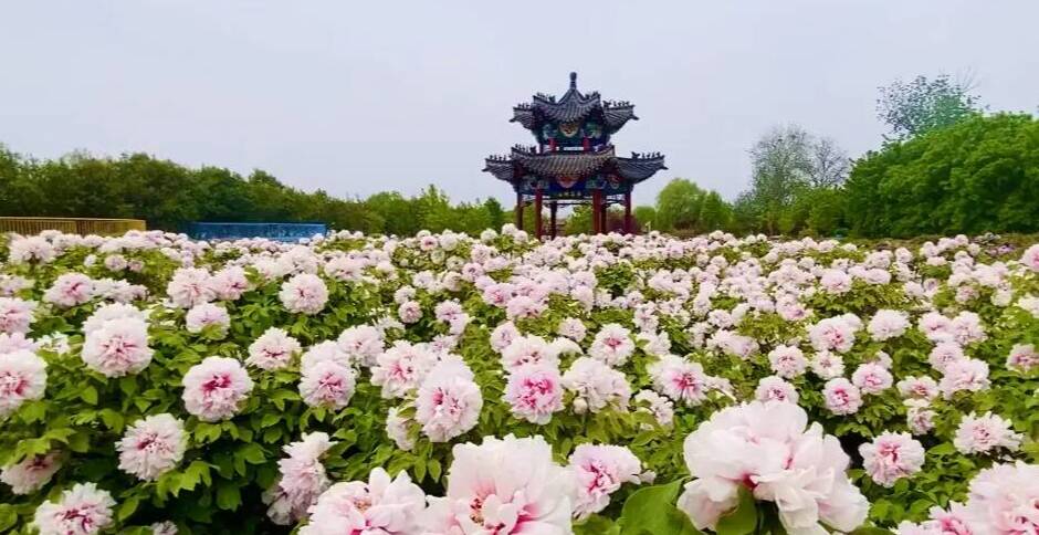 闪电评论丨擦亮“花样”底色，菏泽打造高质量发展新引擎